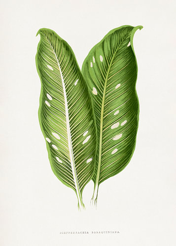 Groene illustratie van een blad van de Dieffenbachia baraquiniana