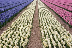 Flower fields von Miranda Bos