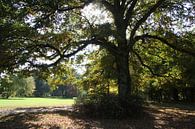 Licht und Schatten im Luitpoldpark in Bad Kissingen von Martin Flechsig Miniaturansicht