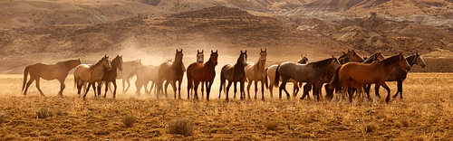Chevaux sauvages