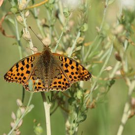 Small mother-of-pearl butterfly by Matthias Brix