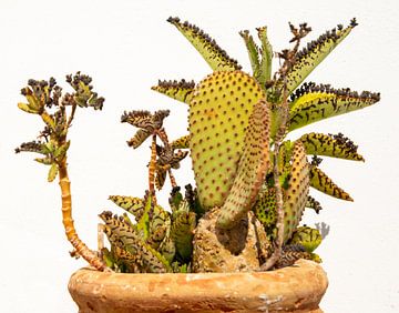 A prickly still life by Jan Fritz