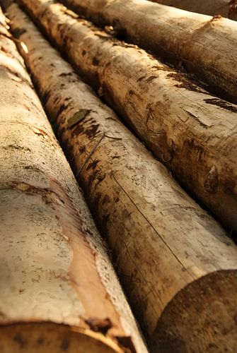 stapel omgezaagde bomen