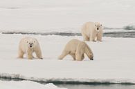 Polars Bears on a big icefloe von Peter Zwitser Miniaturansicht