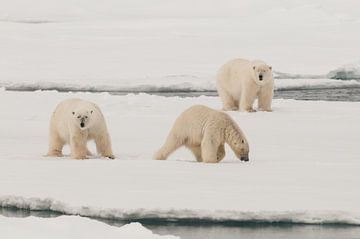 Polar bears on pack-ice by Peter Zwitser