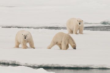 Polars Bears on a big icefloe