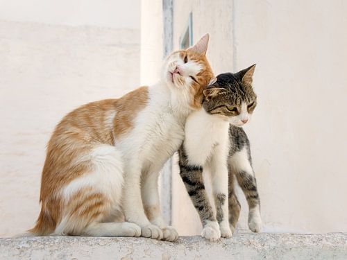 Two lovely cats head-butting