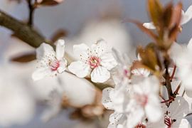 Spring is blossom by Janneke Snellink