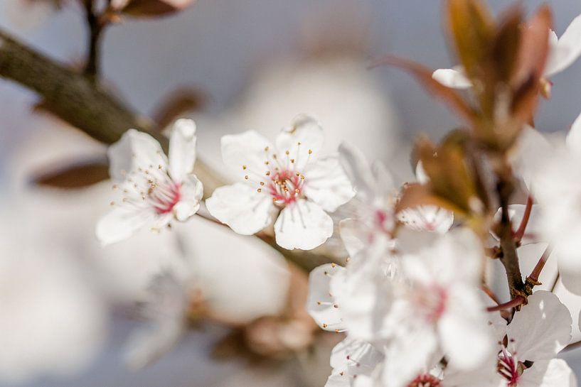 Frühling ist Blüte von Janneke Snellink