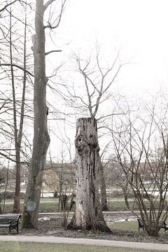Natuur, boom van Inge van Schaick