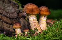 Hallimash paddestoelen groeien in mos