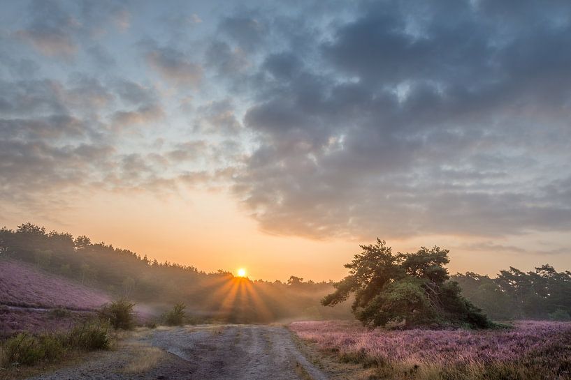 The flowering heather on the Brunssumerheide during sunrise by John van de Gazelle fotografie