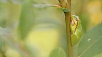 Europäischer Laubfrosch (Hyla arborea)