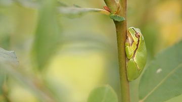 European tree frog (Hyla arborea) by Lore Danckers