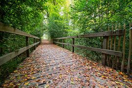 Herbst im Brakelbos von Marcel Derweduwen