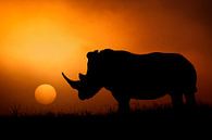 Rhino Sunrise, Mario Moreno by 1x thumbnail