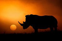 Nashorn-Sonnenaufgang