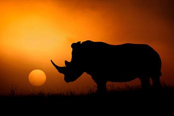 Lever de soleil sur les rhinocéros