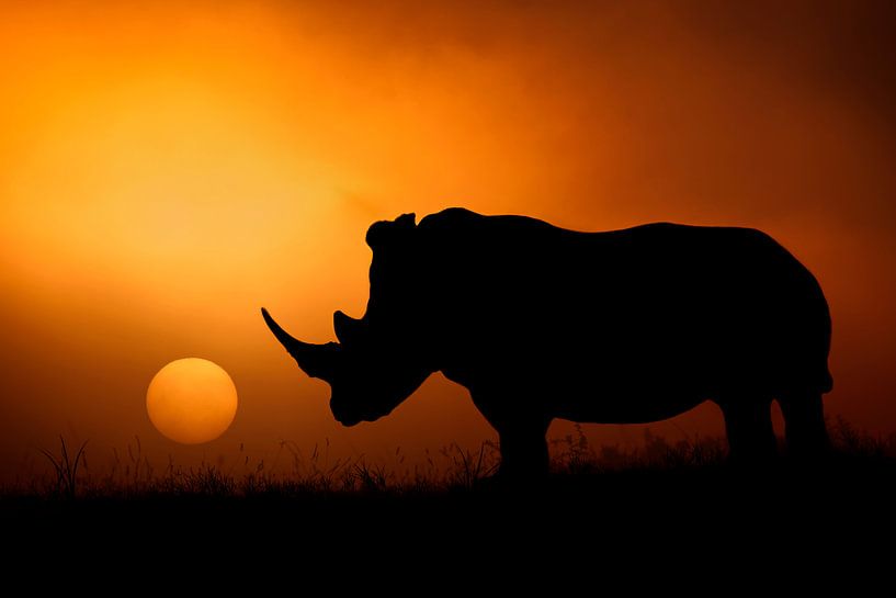 Rhino Sunrise, Mario Moreno by 1x