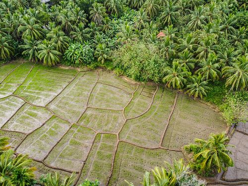 Rijstvelden in Sri Lanka V