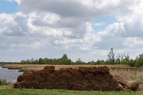 Geoogst Riet Landschap