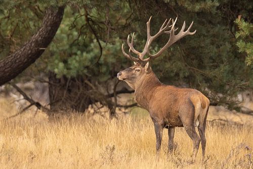 Herten op de Hoge Veluwe, bronsttijd