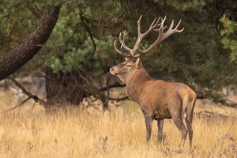 Deer on the Hoge Veluwe, rutting season by Gert Hilbink