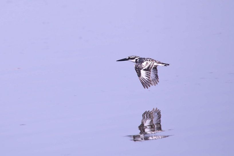 Kingfisher by Petervanderlecq