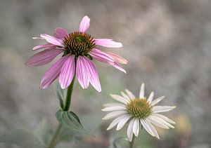 Blumen Teil 405