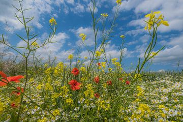 Veldbloemen von Moetwil en van Dijk - Fotografie