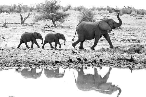 Moeder olifant leidt de weg voor twee jonge olifantjes, in zwart wit, met spiegeling | Wildlife Afrika Natuurfotografie