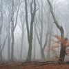 Mistig Speulderbos met nog een beetje herfstkleur van Raoul Baart