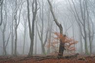 Mistig Speulderbos met nog een beetje herfstkleur van Raoul Baart thumbnail