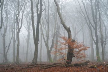Mistig Speulderbos met nog een beetje herfstkleur