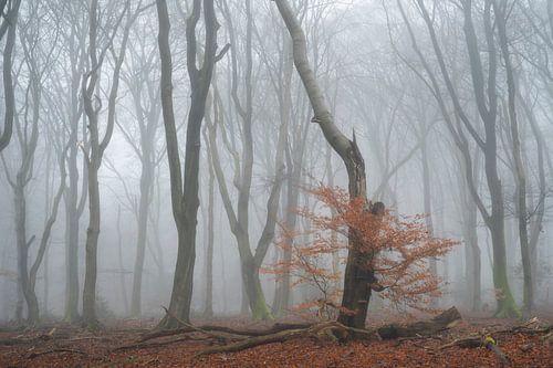 Mistig Speulderbos met nog een beetje herfstkleur van Raoul Baart