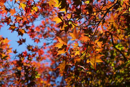 Cimes des arbres avec des feuilles rouges et jaunes