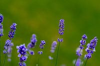 lavender flowers in the garden