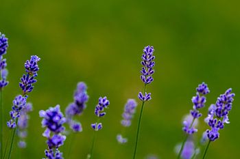fleurs de lavande dans le jardin
