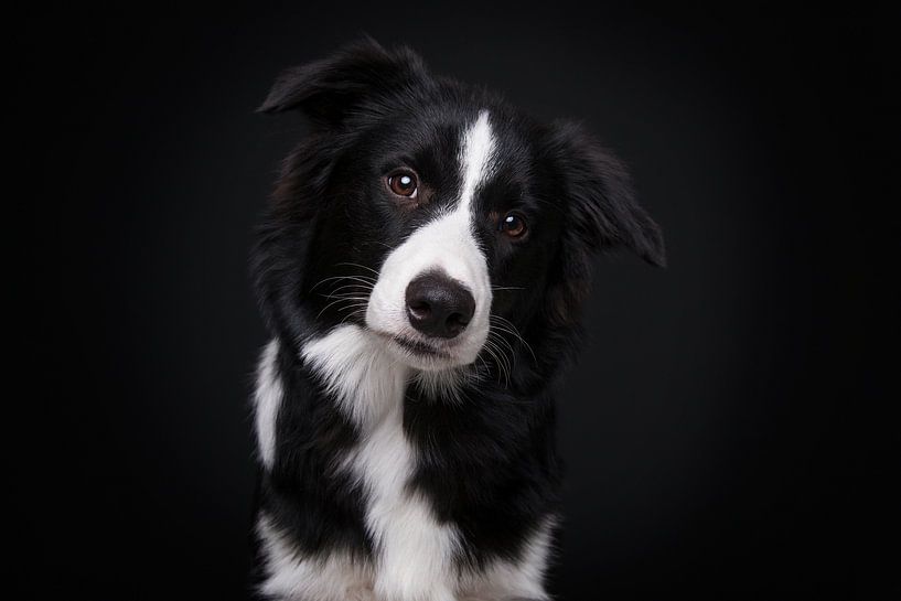 Border Collie von Nynke Leen