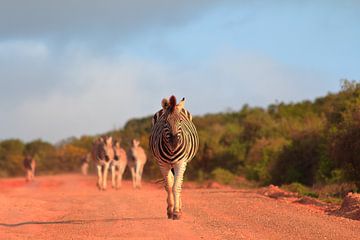 Kudde zebra's onderweg van Capture the Moment 010