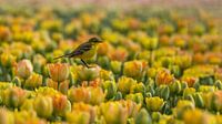 Gelbe Bachstelze auf den Tulpen.
