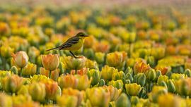 Yellow wagtail on the tulips. by stephan berendsen