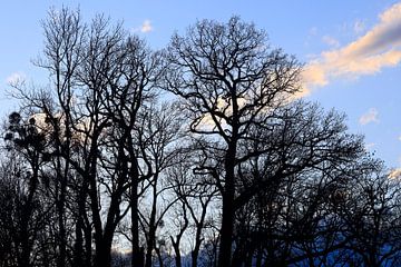 Majestueuze bomen in de winter