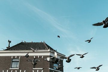 Des pigeons qui s'envolent du toit sur Jonai