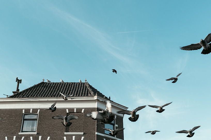 Pigeons flying off the roof by Jonai