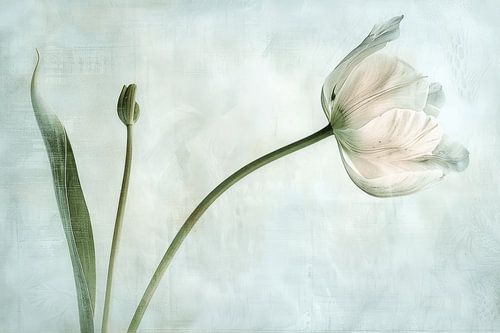 Tulip in pastel colours by Japandi Art Studio