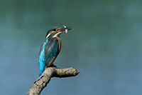Kingfisher