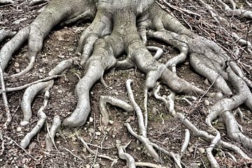 Wortels van een oude beuk (Fagus sylvatica)