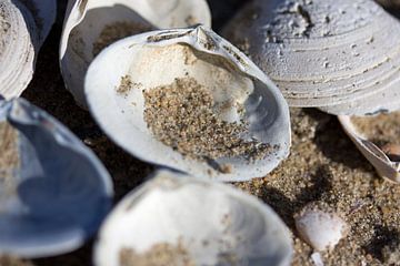 Schelpjes met zand sur Eline Ockhuysen