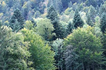 De groene toppen van vele bomen van Idema Media